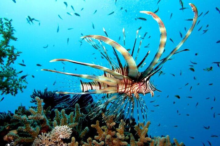 Semi ubådstur med snorkling fra Hurghada og El Gouna