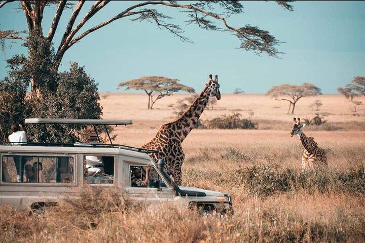 1 - Dag Mikumi Nationaal Park Safari vanuit Zanzibar