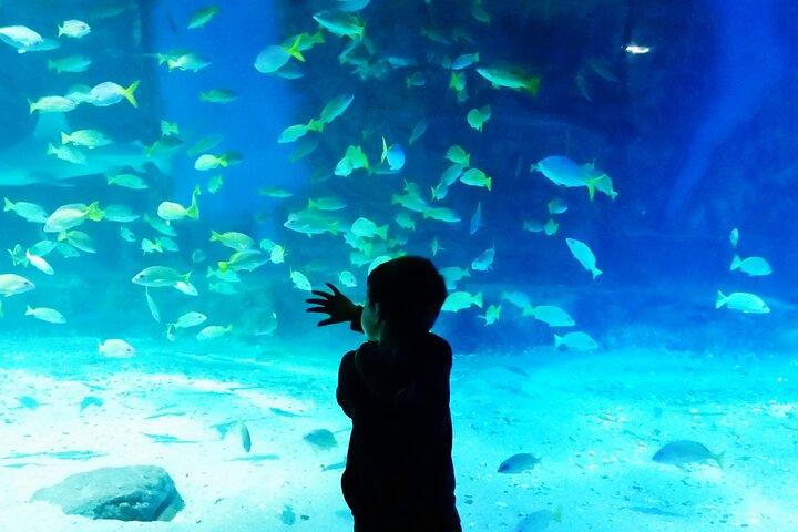 イスタンブール水族館アドベンチャー（ホテル送迎付き）