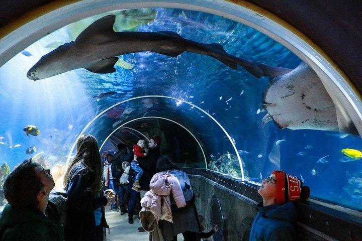 Istanbul Aquarium Admission with Transfers