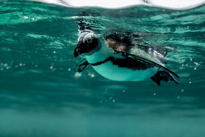 Istanbul Aquarium Experience with Comfortable Hotel Transfers