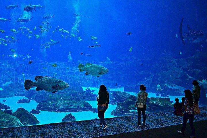 Istanbul Aquarium Experience with Comfortable Hotel Transfers