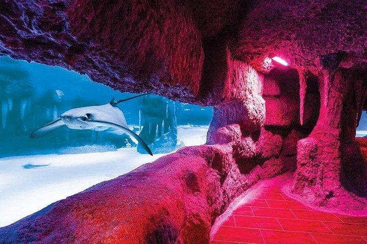 Istanbul Aquarium Experience with Comfortable Hotel Transfers