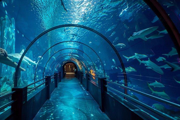 Istanbul Aquarium Experience with Comfortable Hotel Transfers