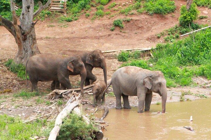 Corso di cucina thailandese e santuario degli elefanti: dal mercato alla foresta
