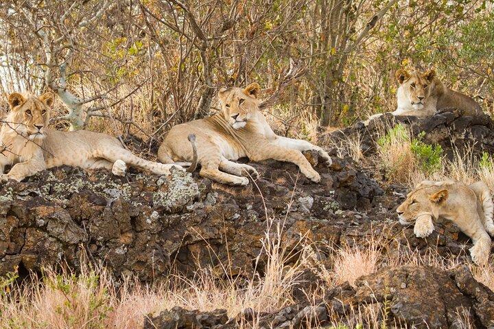 Visite privée du parc national d'Amboseli