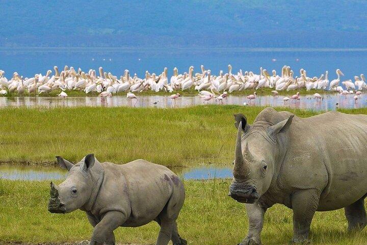 Excursion d'une journée au parc national du lac Nakuru