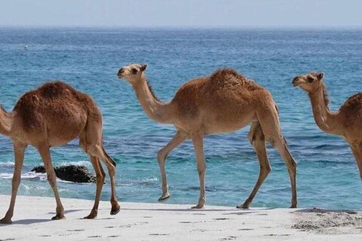 Ganztägige geführte Salalah-Tour mit Ost und West