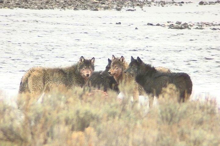 Yellowstone Lower Loop Tour | Wilde dieren en warmwaterbronnen | Privé