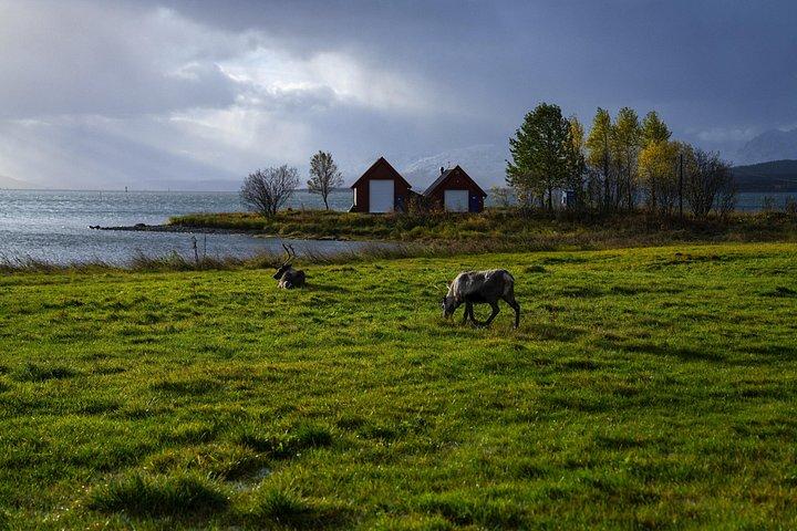 Tromsø : 野生動物とランチ付きフィヨルドアドベンチャーツアー
