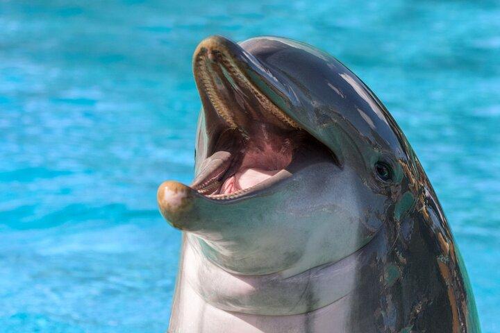 Dolphin House Snorkeling Sea Trip med frokost, transfer - Hurghada
