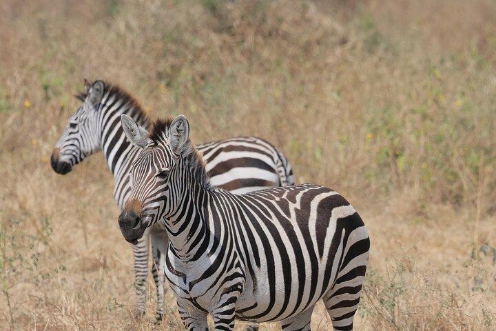 3-dagars Safari till Serengeti och Ngorongoro