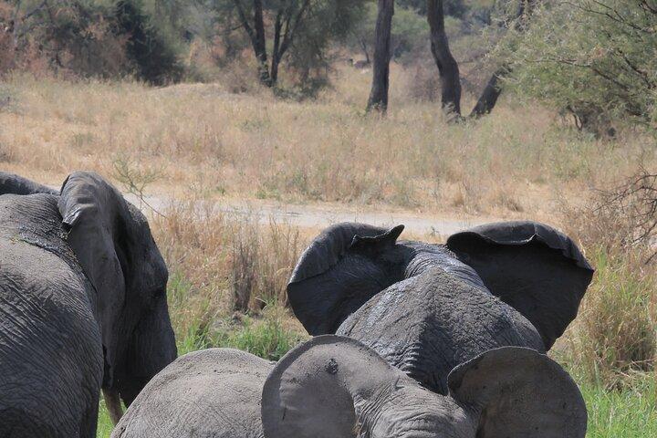 3-dagars Safari till Serengeti och Ngorongoro