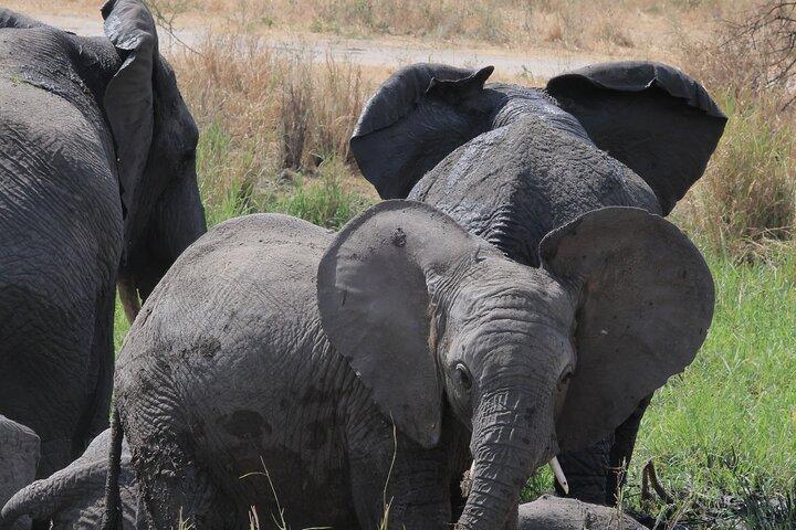 3-dagars Safari till Serengeti och Ngorongoro