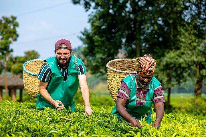 Expérience de café de 2 jours de la culture à la tasse du lac Kivu