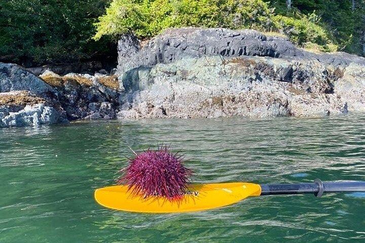 Vancouver Island : 2 uur durende kajaktocht met gids vanuit Telegraph Cove