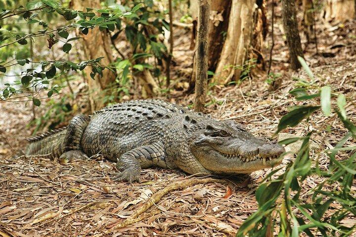 Cairns Cruise Ship Shore Excursion Parque Crocodilo e Vida Silvestre