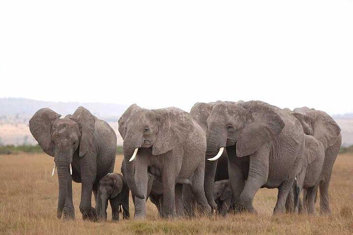 Safari Amboseli 2 jours 1 nuit