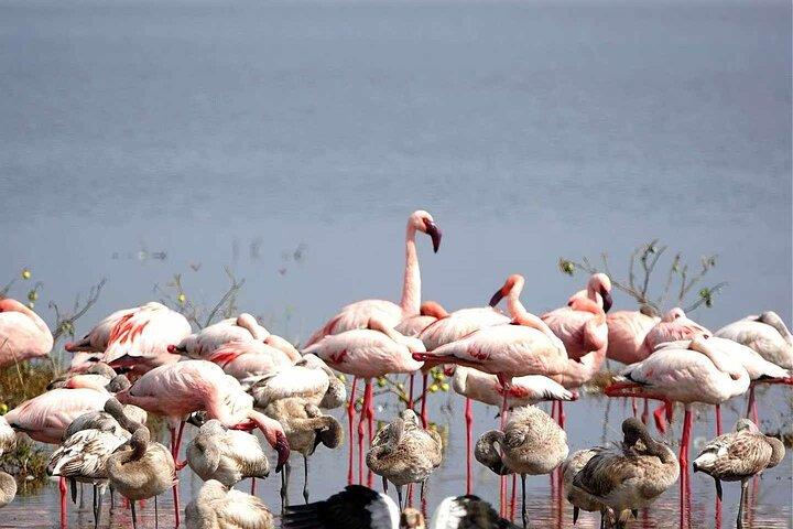 Safari Amboseli 2 jours 1 nuit