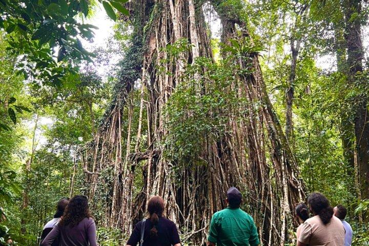Atherton Tablelands : 2 - Visite privée de la culture autochtone d'une heure