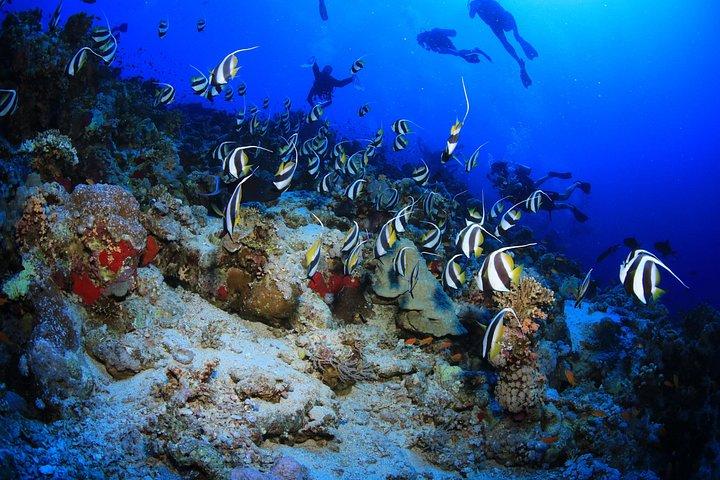 10 Dives by Boat or by Shore