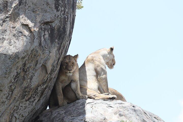 Tanzania Big 3 Safari 5 Days Tarangire, Serengeti and Ngorongoro