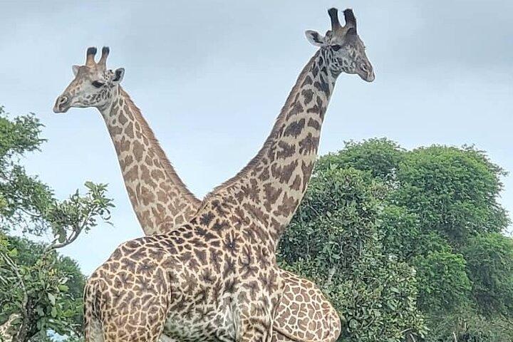 3 Tage 2 Nächte Safari in Mikumi.