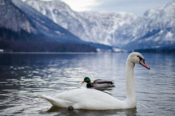 From Lakes To Mountains - Hallstatt Full Day Tour From Vienna