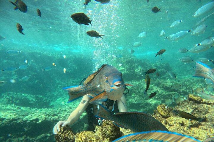 Side Scuba Diving para iniciantes com almoço e transferências