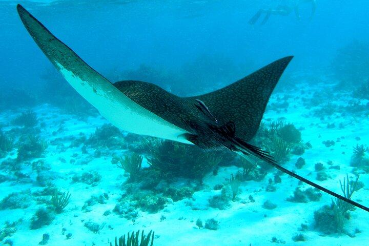 Hoteller i nærheden af Stingray, Snorkeling, Starfish & 7 Mile Beach