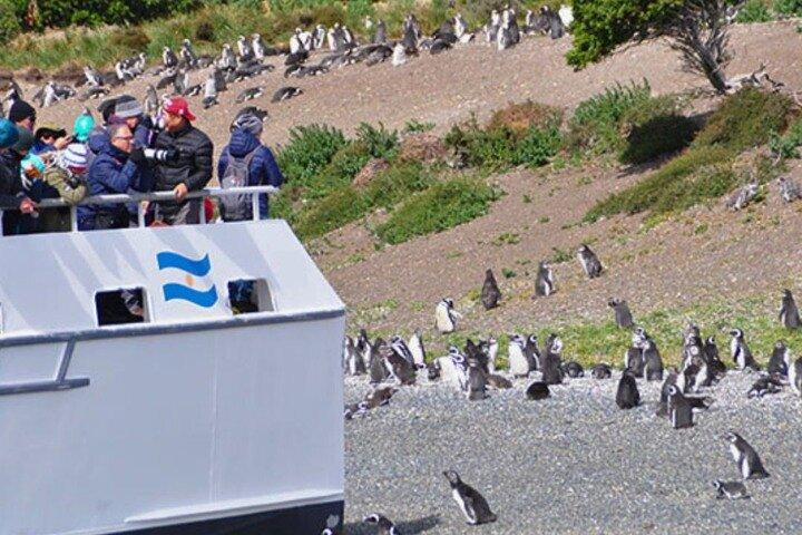 ビーグル海峡のマルティージョ島でペンギンを発見＆もっと