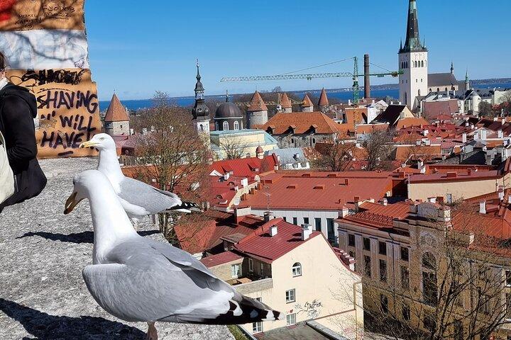 Helsinki naar Tallinn en terug Veerbootrit