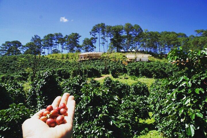 Da Lat y la cascada de Datanla desde Nha Trang con excursión a la granja de café