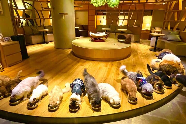 Tokyo: Gotokuji Lucky Cat Temple, Shinjuku Cat Cafe, 3D Giant Cat