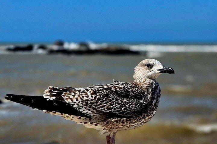 マラケシュから海岸沿いの街エッサウイラ1日観光