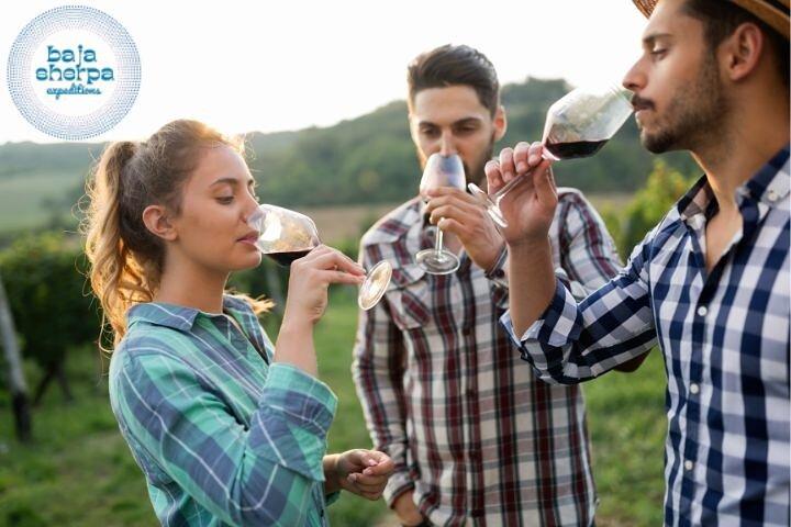 Excursion privée de luxe à Valle de Guadalupe en véhicule de luxe