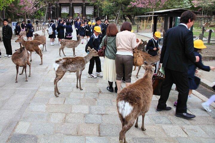Points forts de Kyoto et Nara avec chauffeur et Guide anglophones