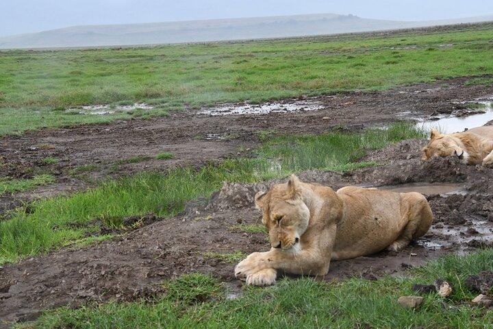 2 días de aventura en safari en el Parque Nacional del Serengeti