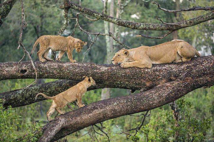 2 días de aventura en safari en el Parque Nacional del Serengeti