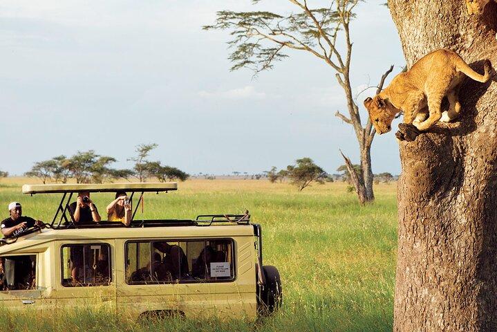 3 - Dag Serengeti og Ngorongoro krater Safari eventyr