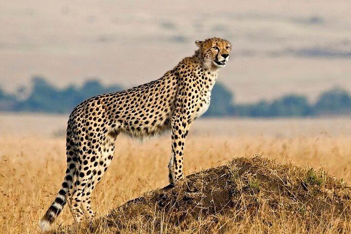 3 - Dag Serengeti og Ngorongoro krater Safari eventyr