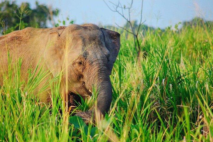 Hurulu Eco Park Jeep Safari [privat, Vollpaket]