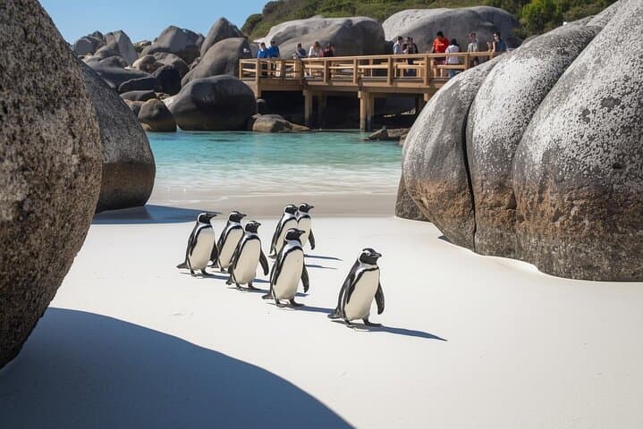Half Day Tour to Boulders Beach Penguin and Cape