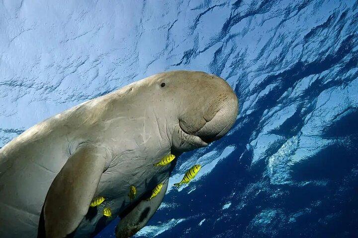 Coron Group Dugong and Turtle Watching with Lunch