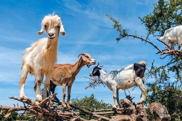 Paradise Valley Excursie met Geiten in Bomen & berber ontbijt