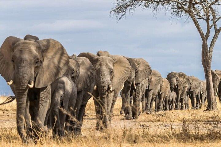 Tour de 5 días por el Serengeti Tarangire y Ngorongoro Safari