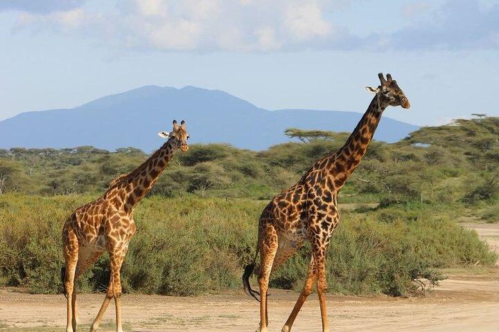 Tour de 5 días por el Serengeti Tarangire y Ngorongoro Safari