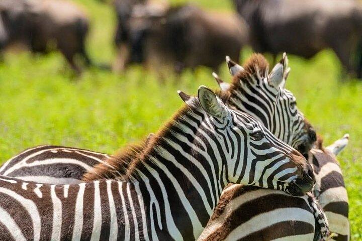 Tour de 5 días por el Serengeti Tarangire y Ngorongoro Safari