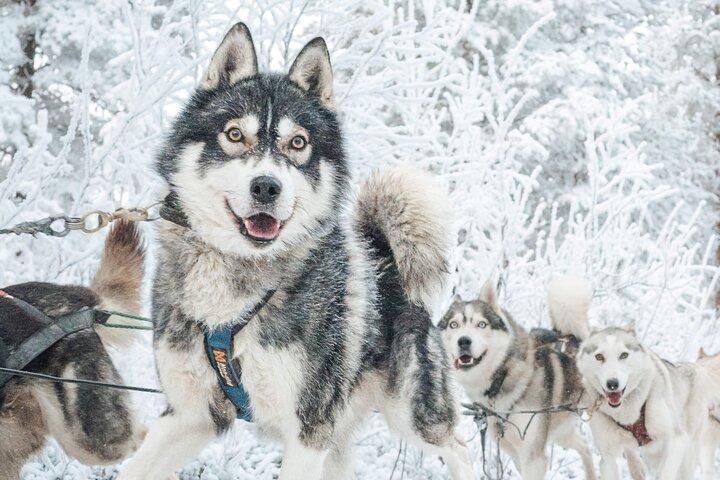 Découvrez Husky Safari depuis Rovaniemi
