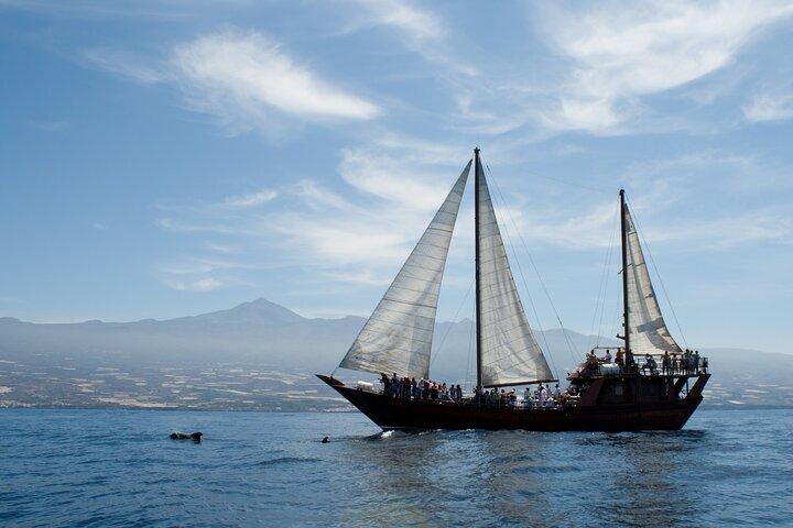 Respectuosa baleia observando em um barco de madeira e nadando